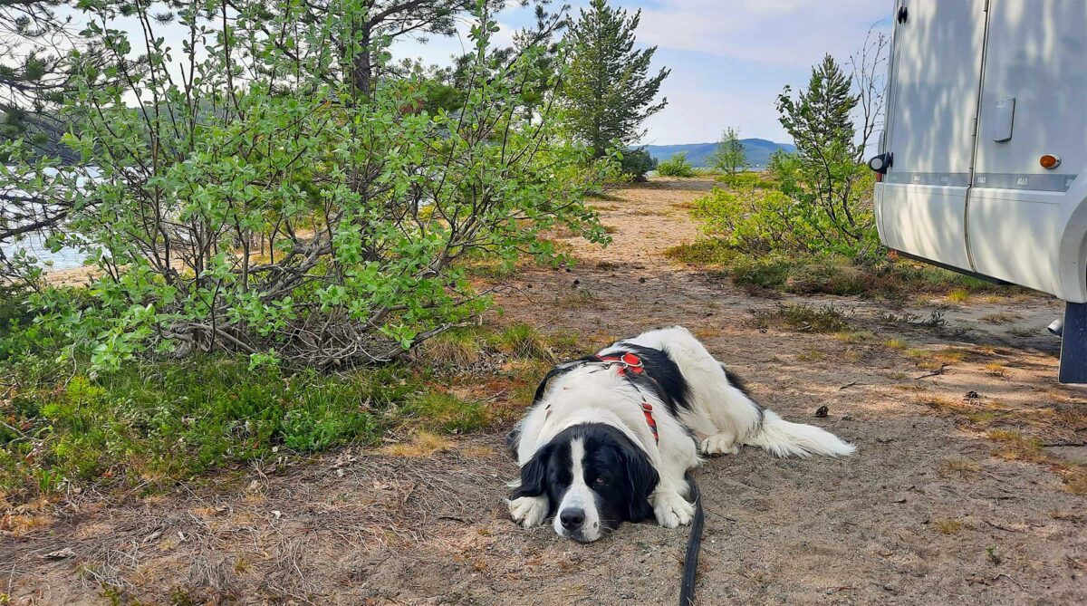Spannende Einreise Hund Norwegen Uber Schweden Bilder