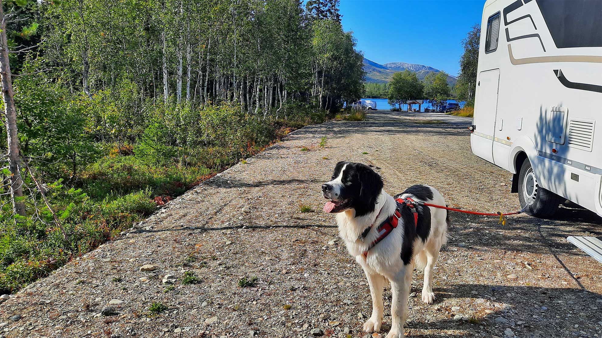 Mit-Hund-in-Skandinavien-Autobefestigung-©-C.-Wiebe