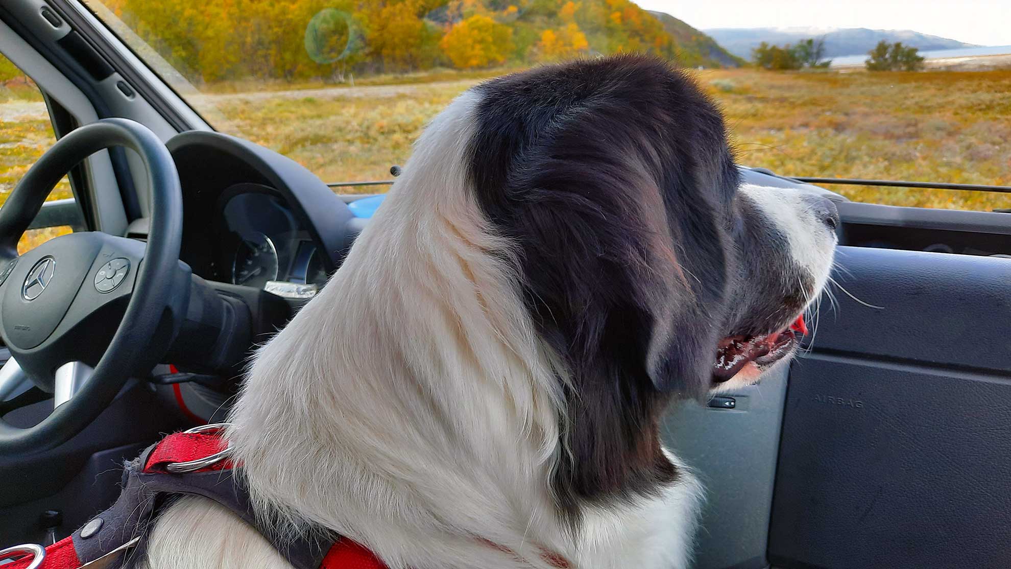Roadtrip-Skandinavien-Lieblingsplatz-des-Hundes-©-C.-Wiebe