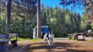 Titelbild--Mit-Hund-nach-Skandinavien