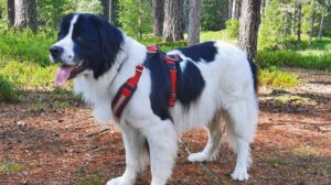 Reisen mit Hund Titelbild ©-C.Wiebe