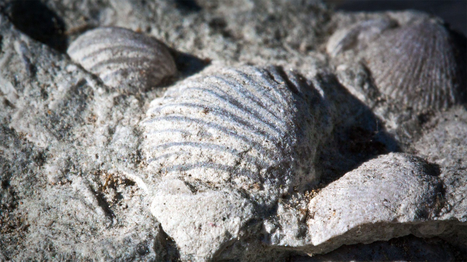 Fossilien auf Gotland
