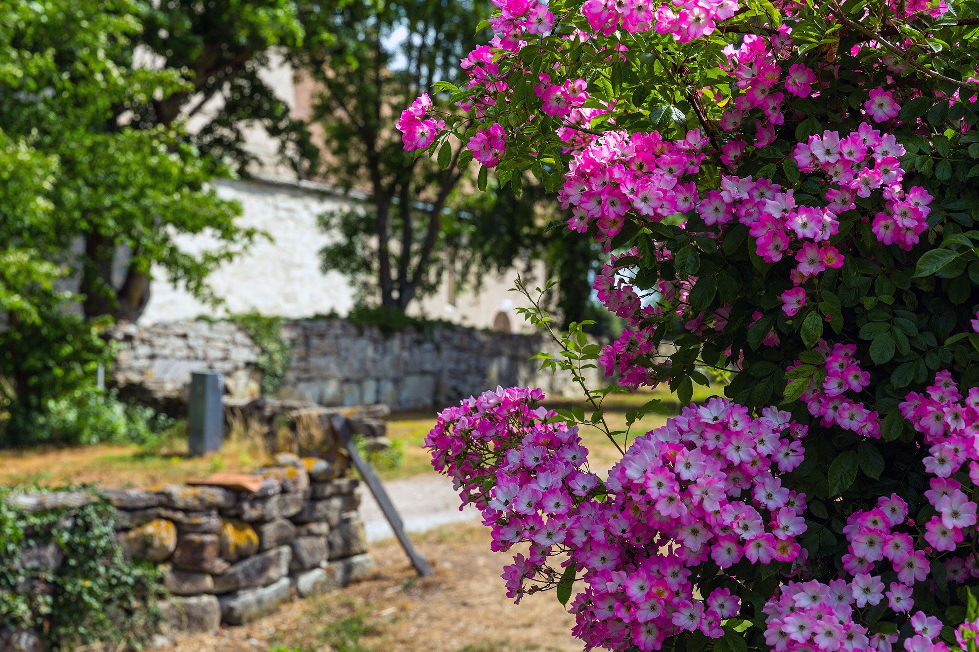 Vamlingbo-der-Garten-Gotland