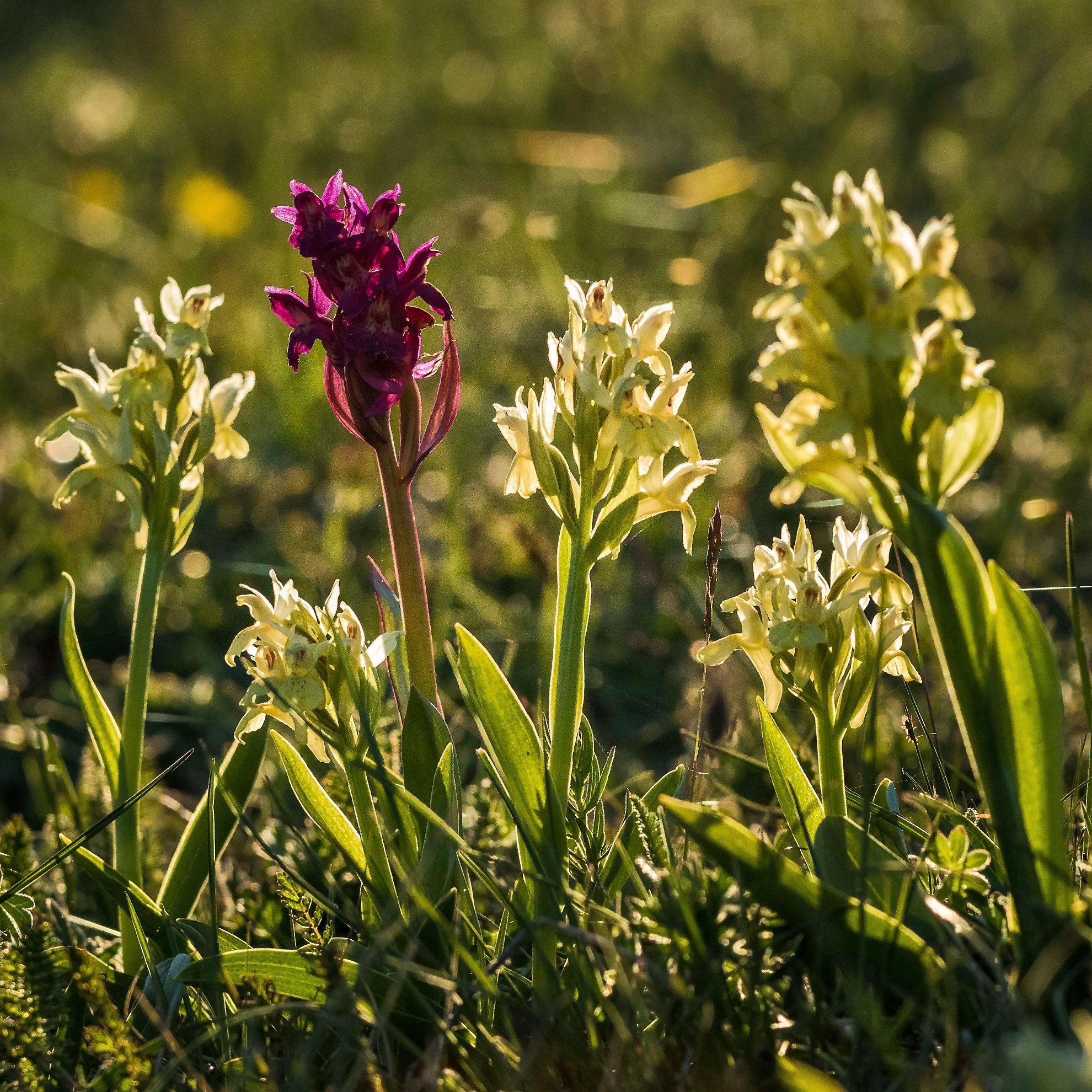 Orchideen-Adam-und-Eva-Gotland
