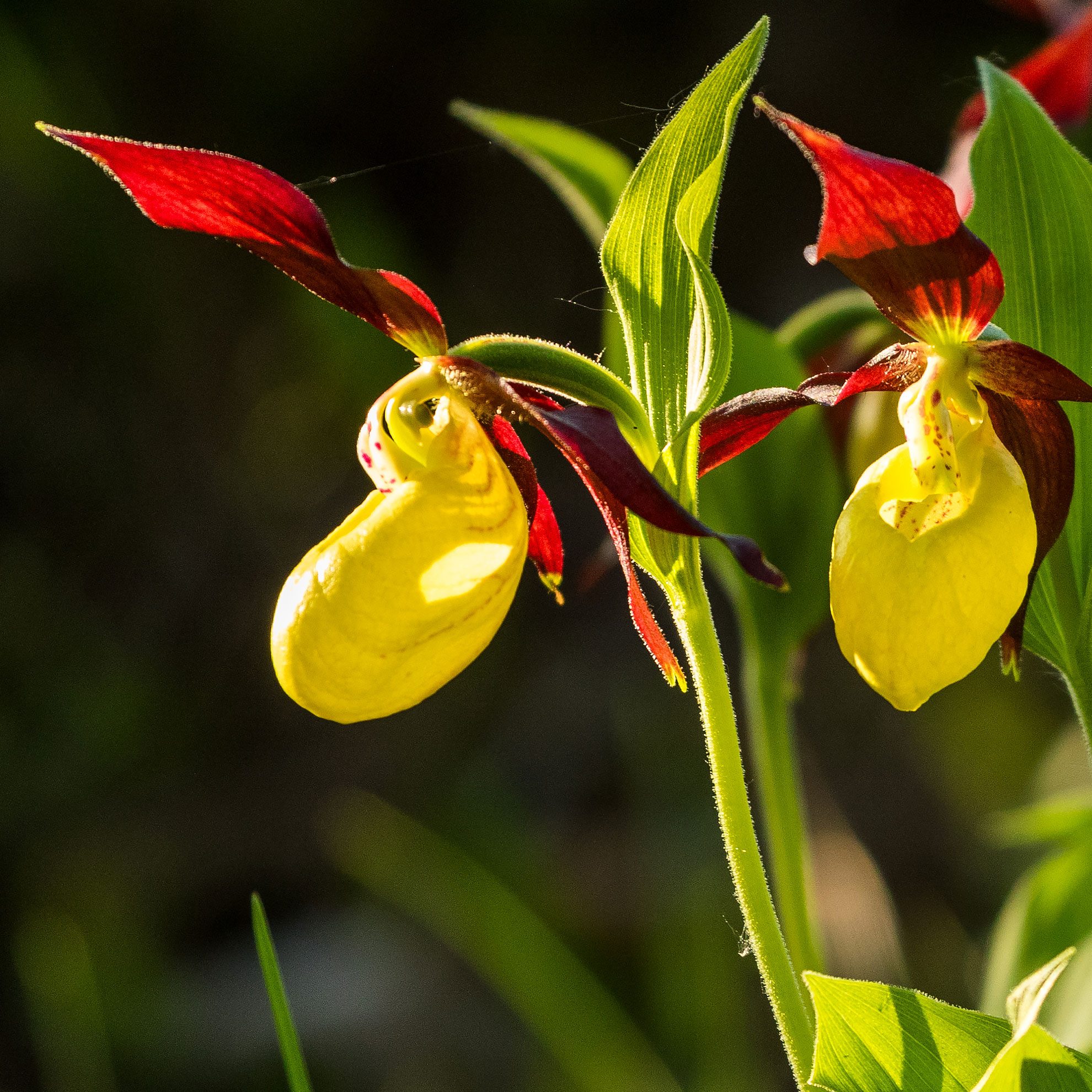 Orchidee-Frauenschuh-Gotland