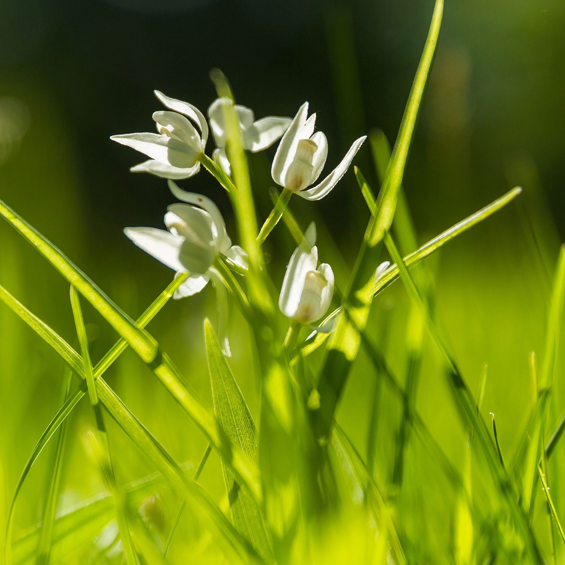 Orchidee-Waldvoeglein-Gotland