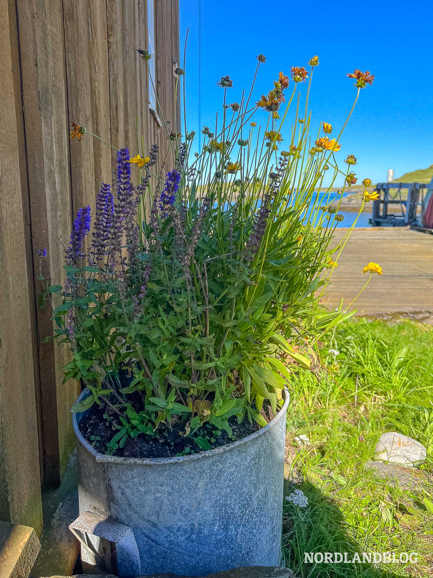 Insel Vega Handelsted Vegastein Blumen