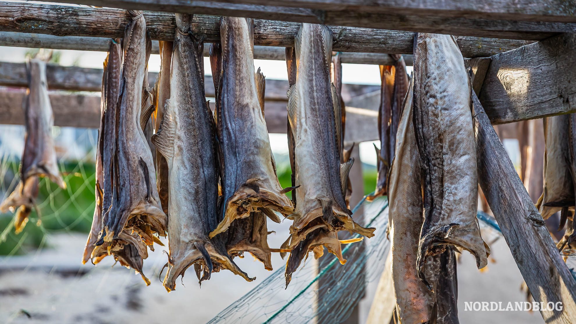 Trockenfisch Mitternachtssonne Tromso