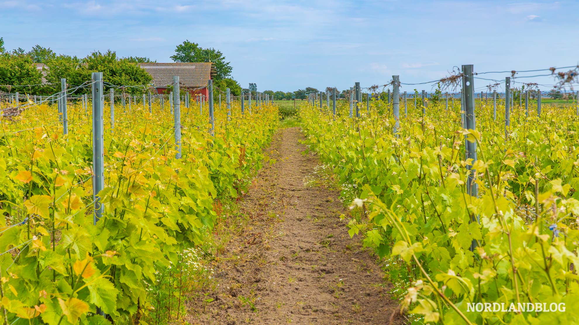 Weinberg Aaro Vinegaard Daenemark