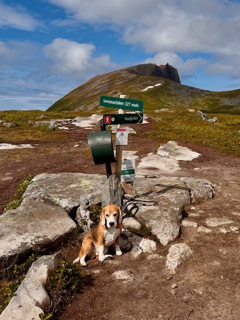 Auf zur nächsten Wanderung mit meinem Hund