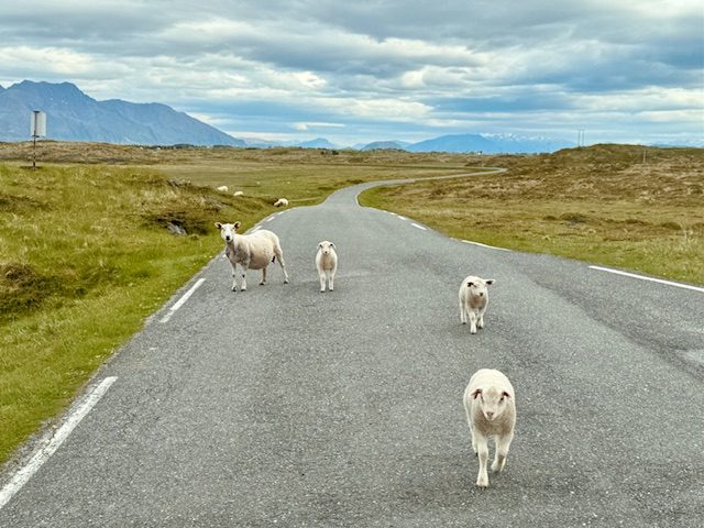 Freilaufende Schafe in Norwegen