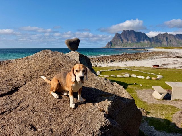 Jay auf den Lofoten