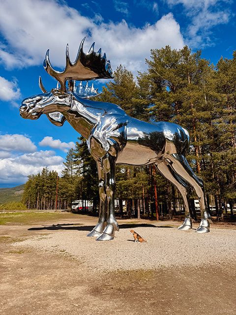 Jay-beim-silbernen-Elch