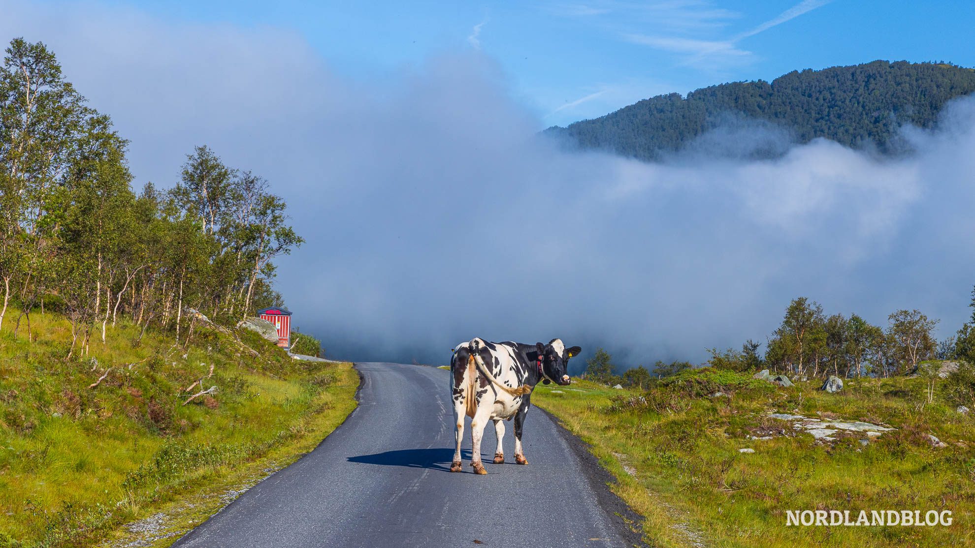 Kuh Folgefonna Gletscherstrasse Hardangerfjord