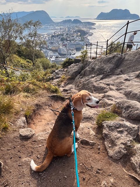 Mit Hund in Alesund