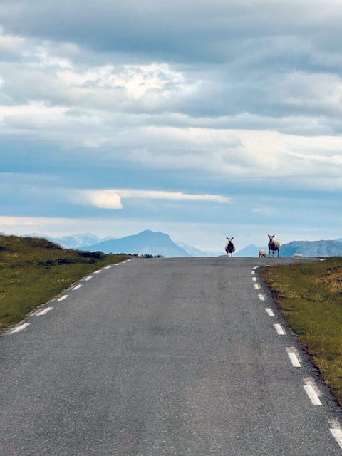 Schafe-in-Norwegen