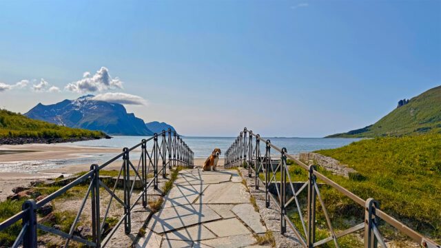 Titelbild-Mit-Hund-und-Wohnmobil-nach-Norwegen