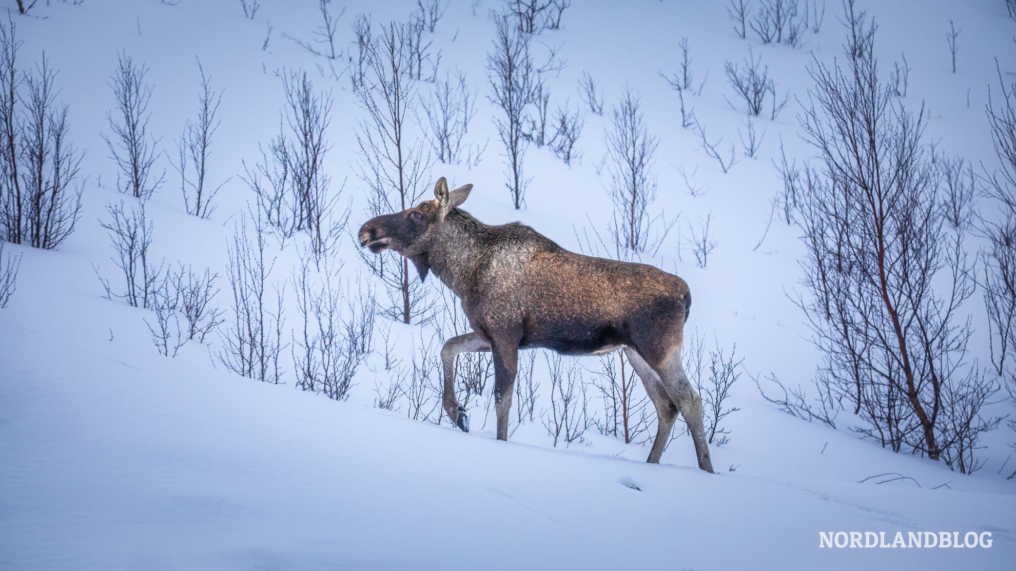 Elch Umgebung Alta Finnmark Nordnorwegen