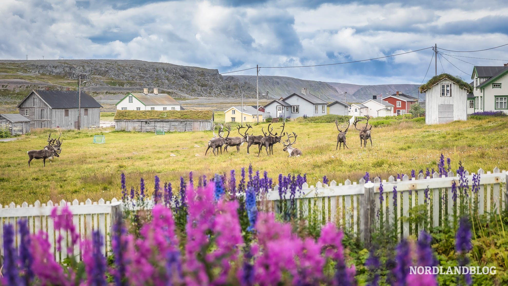 Rentiere Sommerstimmung Hamningberg Finnmark Norwegen
