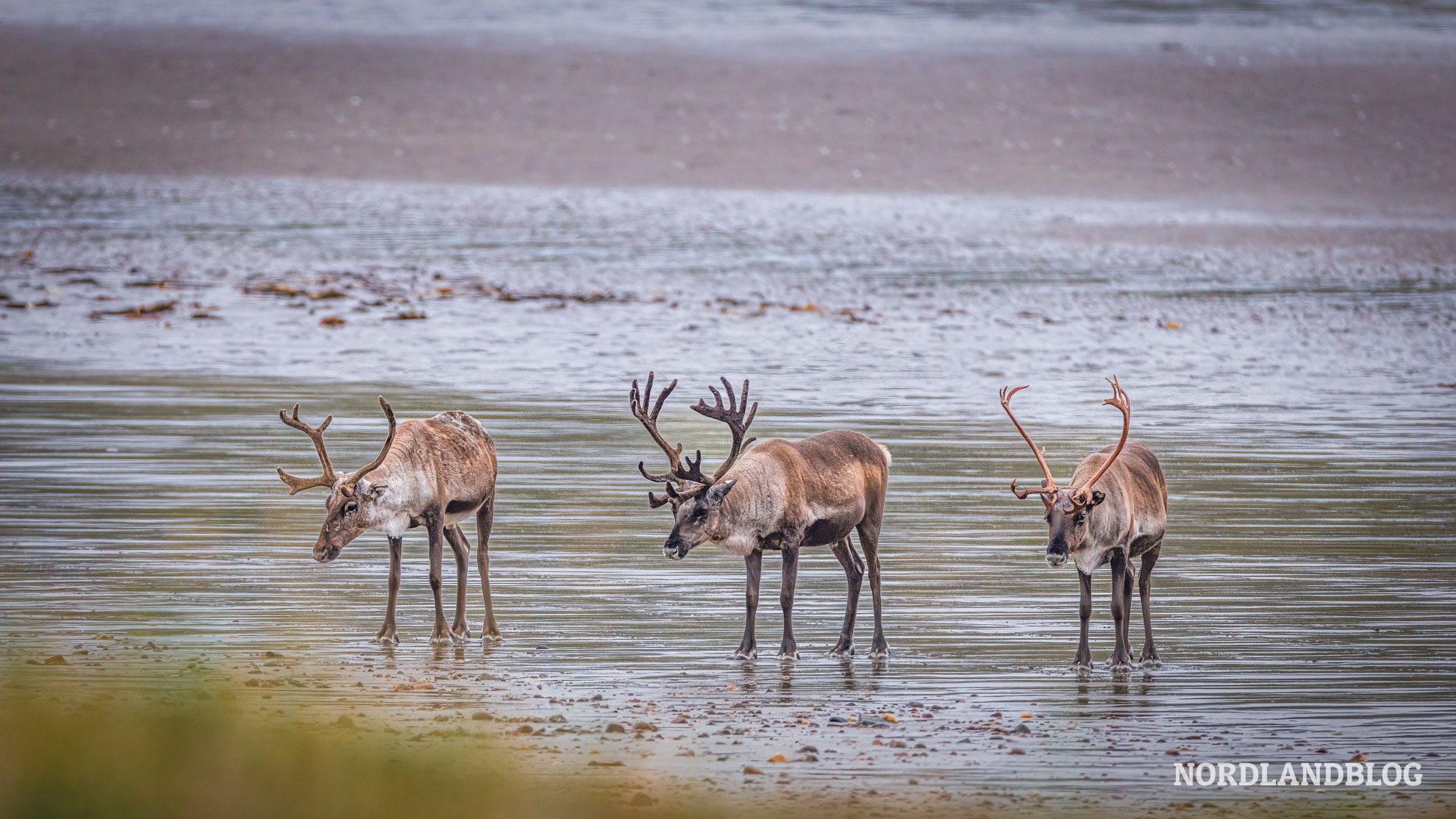 Rentiere am Strand Persfjorden Hamningberg Finnmark Norwegen