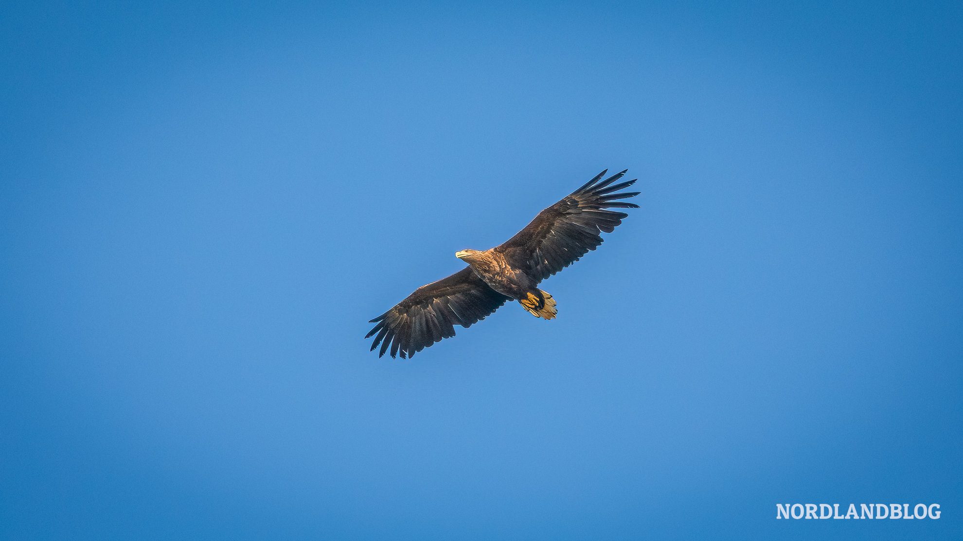 Seeadler Landschaftsroute Varanger Hamningberg Finnmark Norwegen