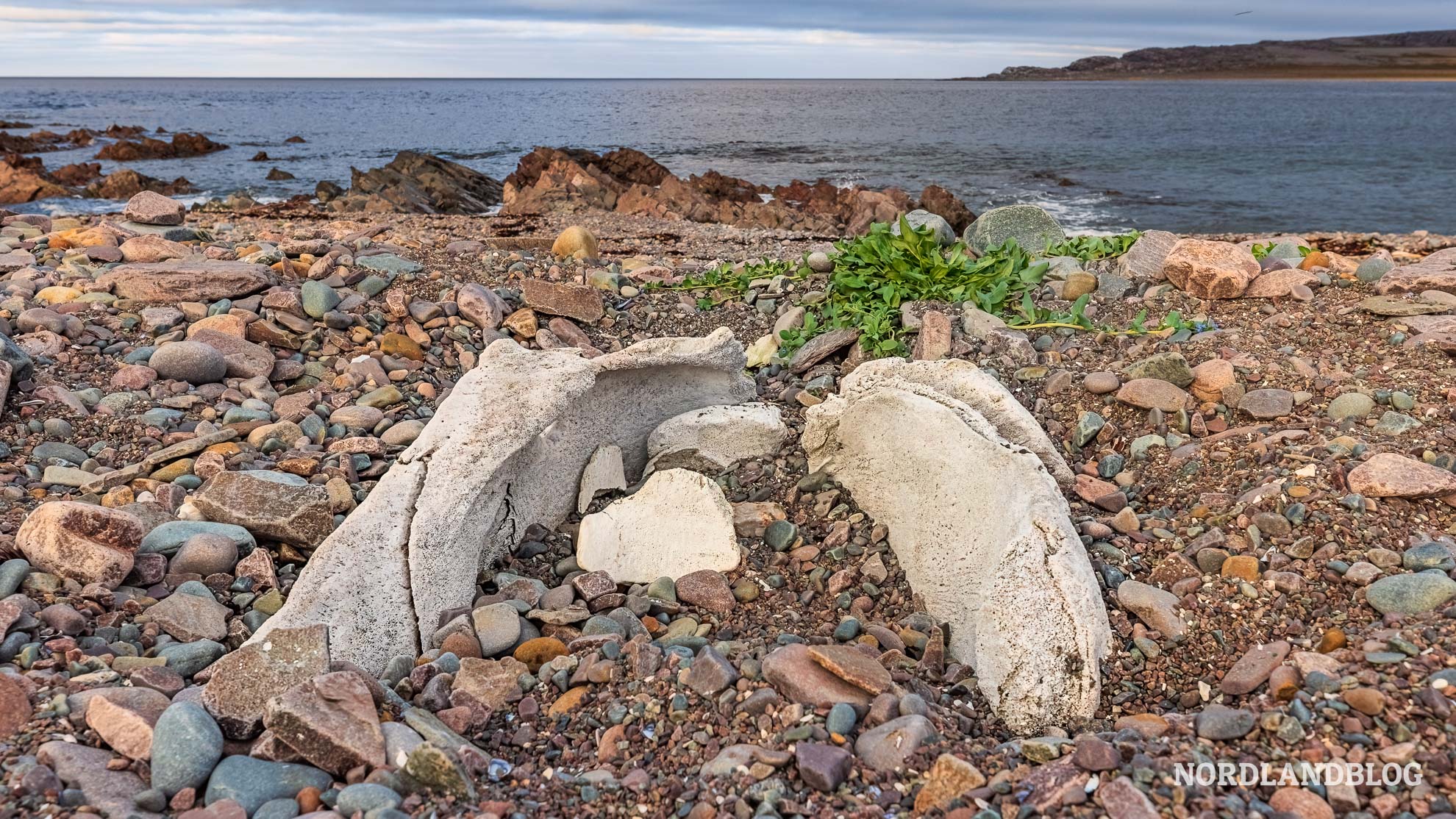 Walknochen Skjavika Hamningberg Finnmark Norwegen