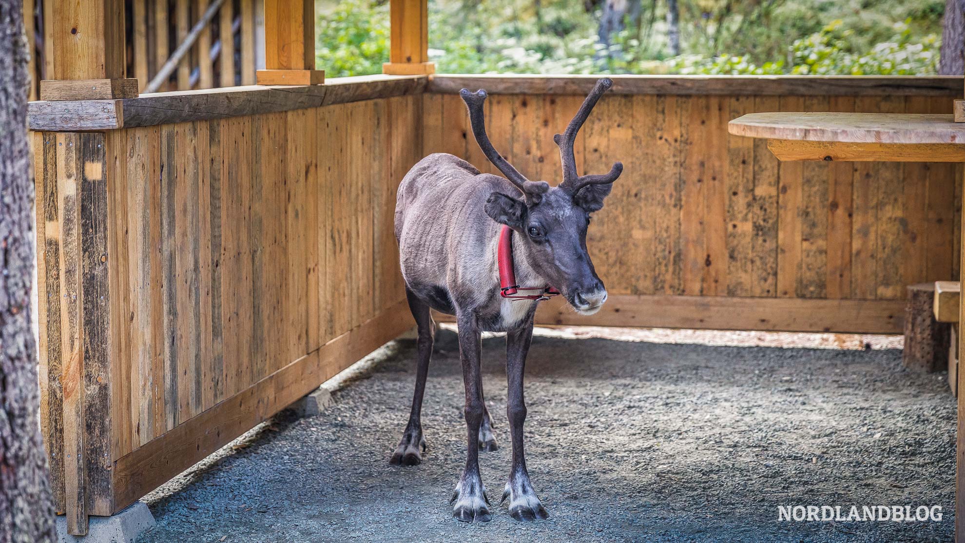 Rentier Schutzhütte Kleine Bärenrunde Finnland