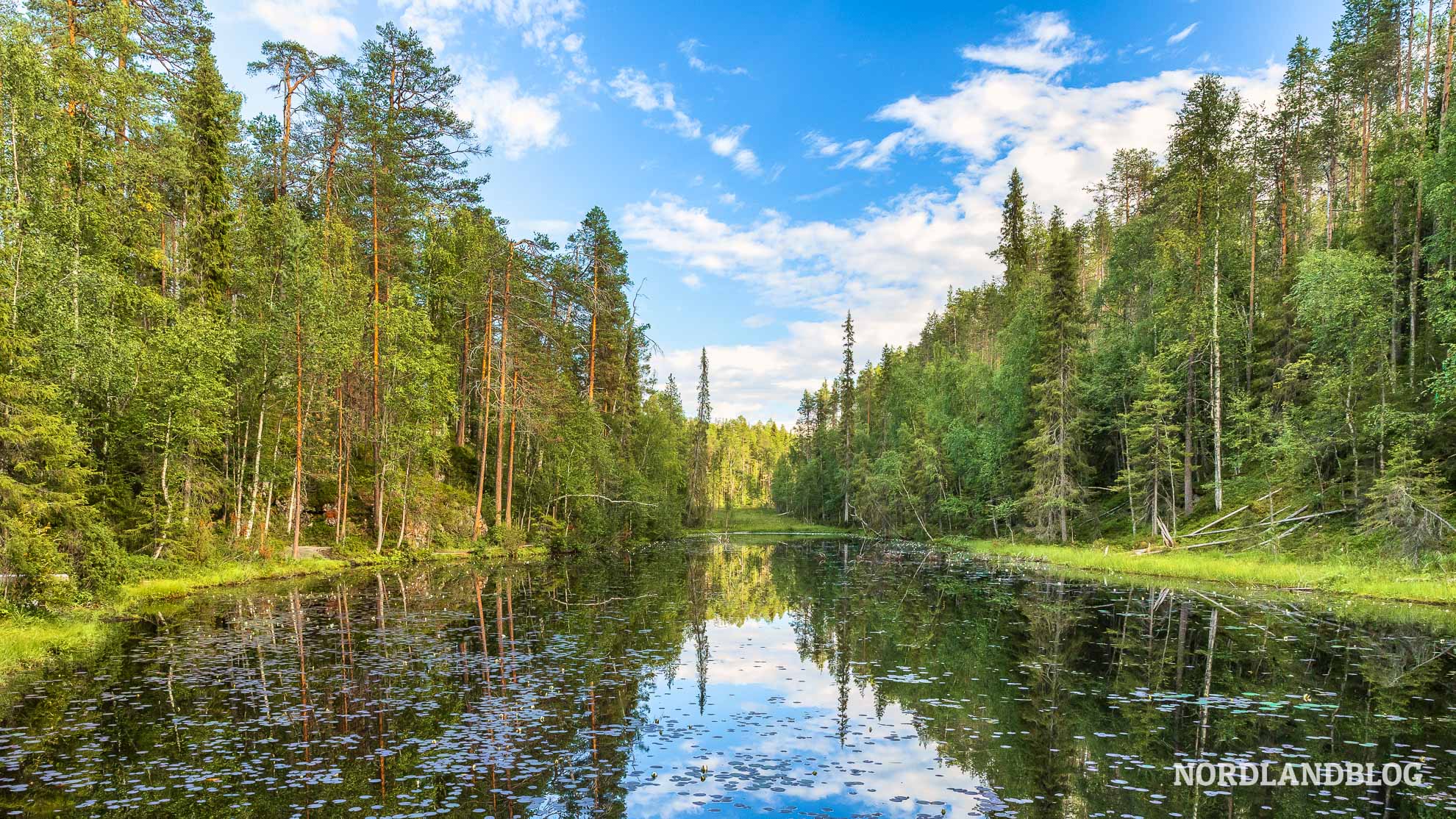 Seerosen Kleine Bärenrunde Finnland