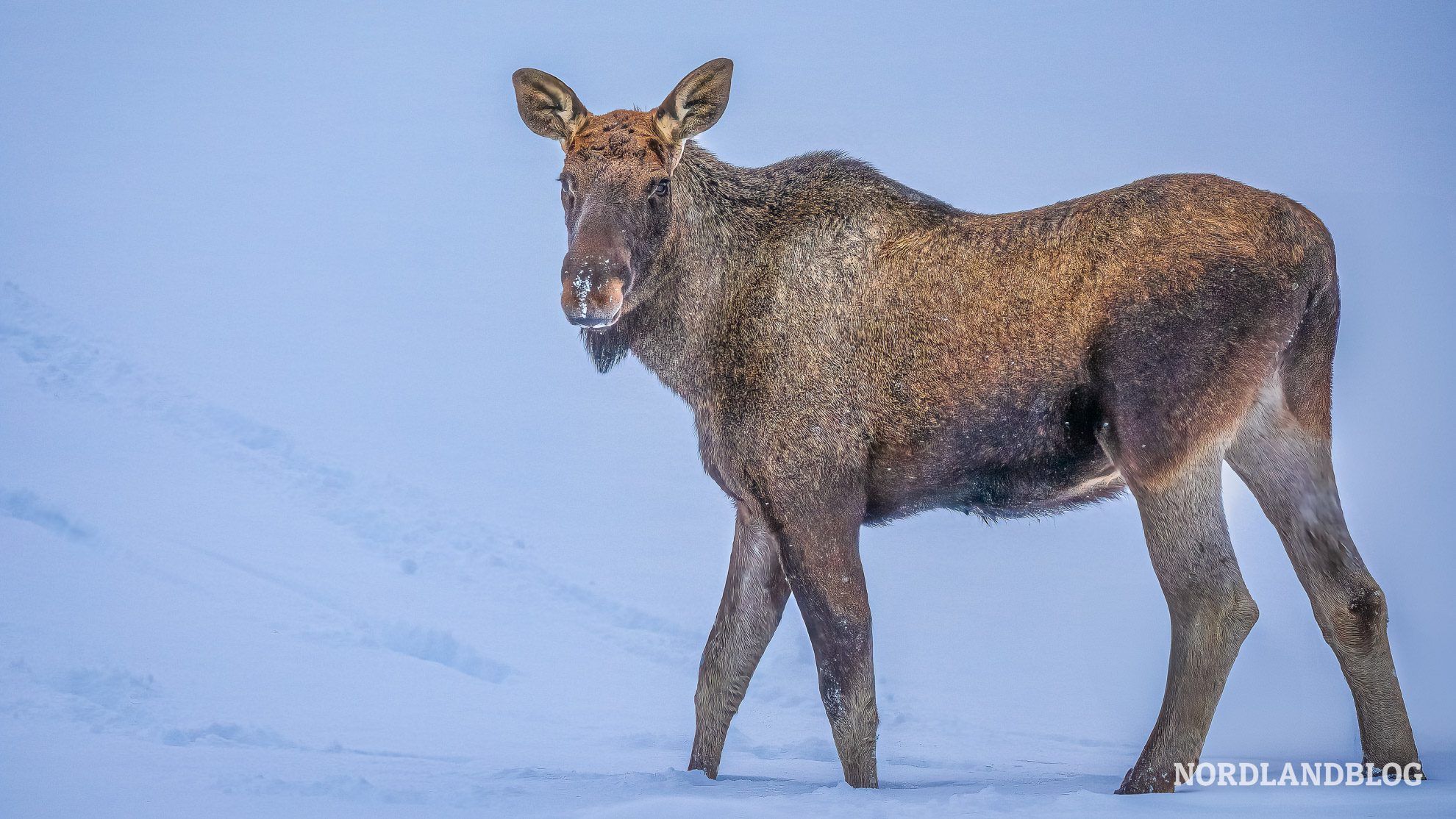 Elch Winter Norwegen Winterziele Skandinavien