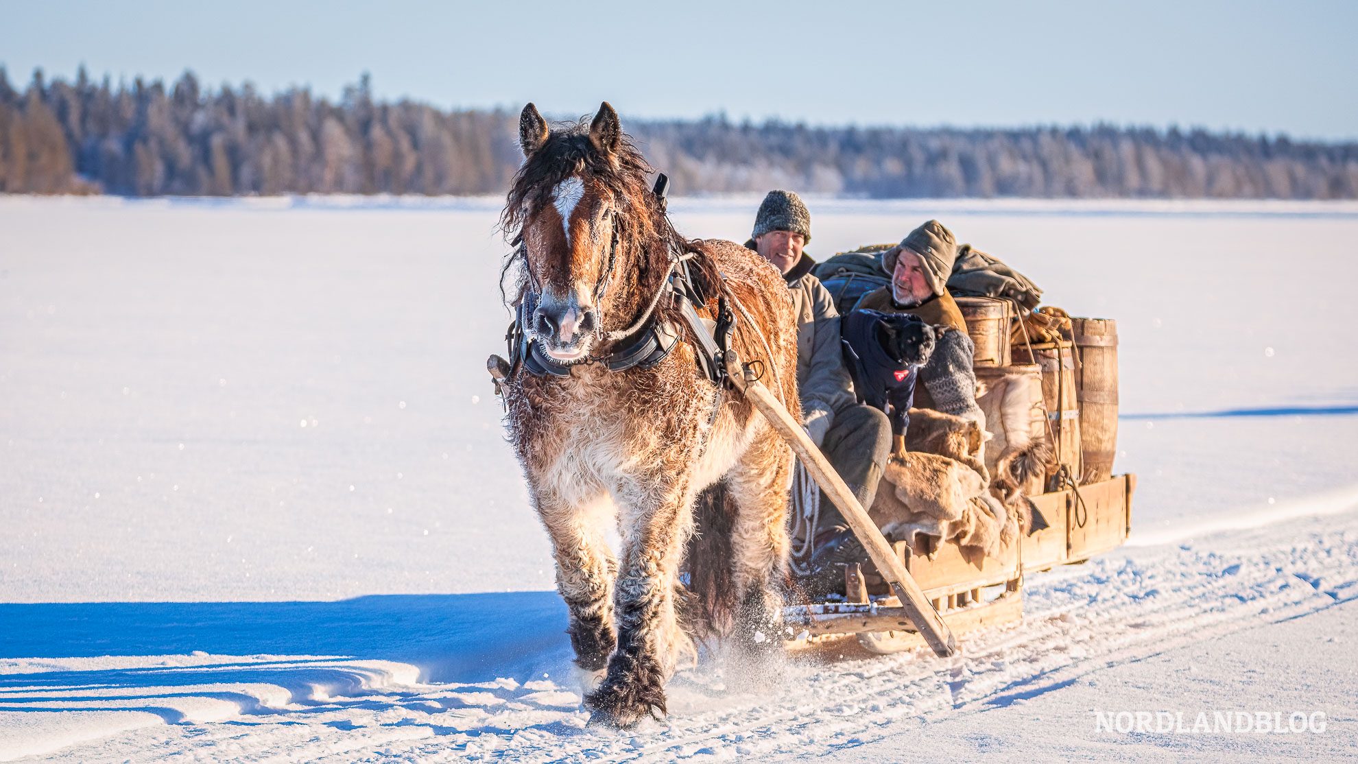 Beladener Pferdeschlitten, Wintermarkt in Roros