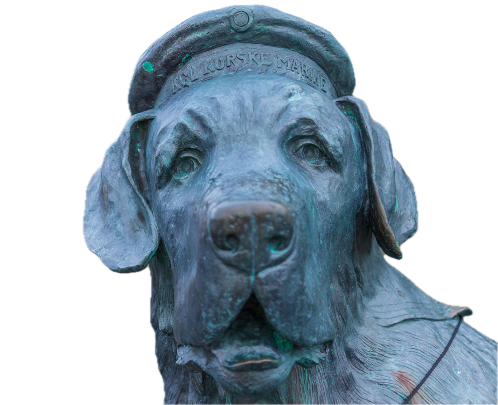 Hund-Bamsen-Honningsvag-Nordkap-Norwegen