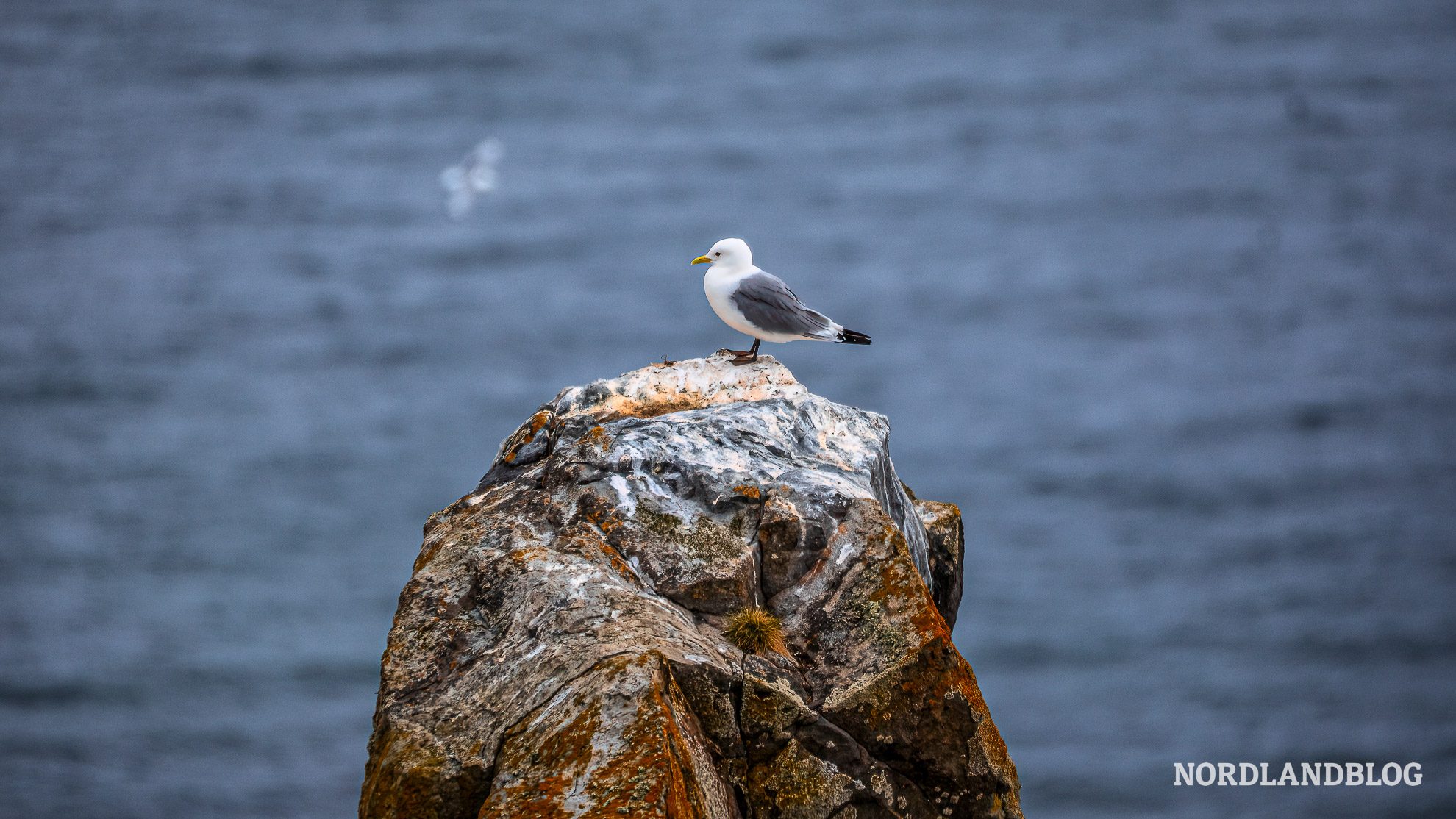 Moewe Insel Ekkeroya Finnmark Nordnorwegen