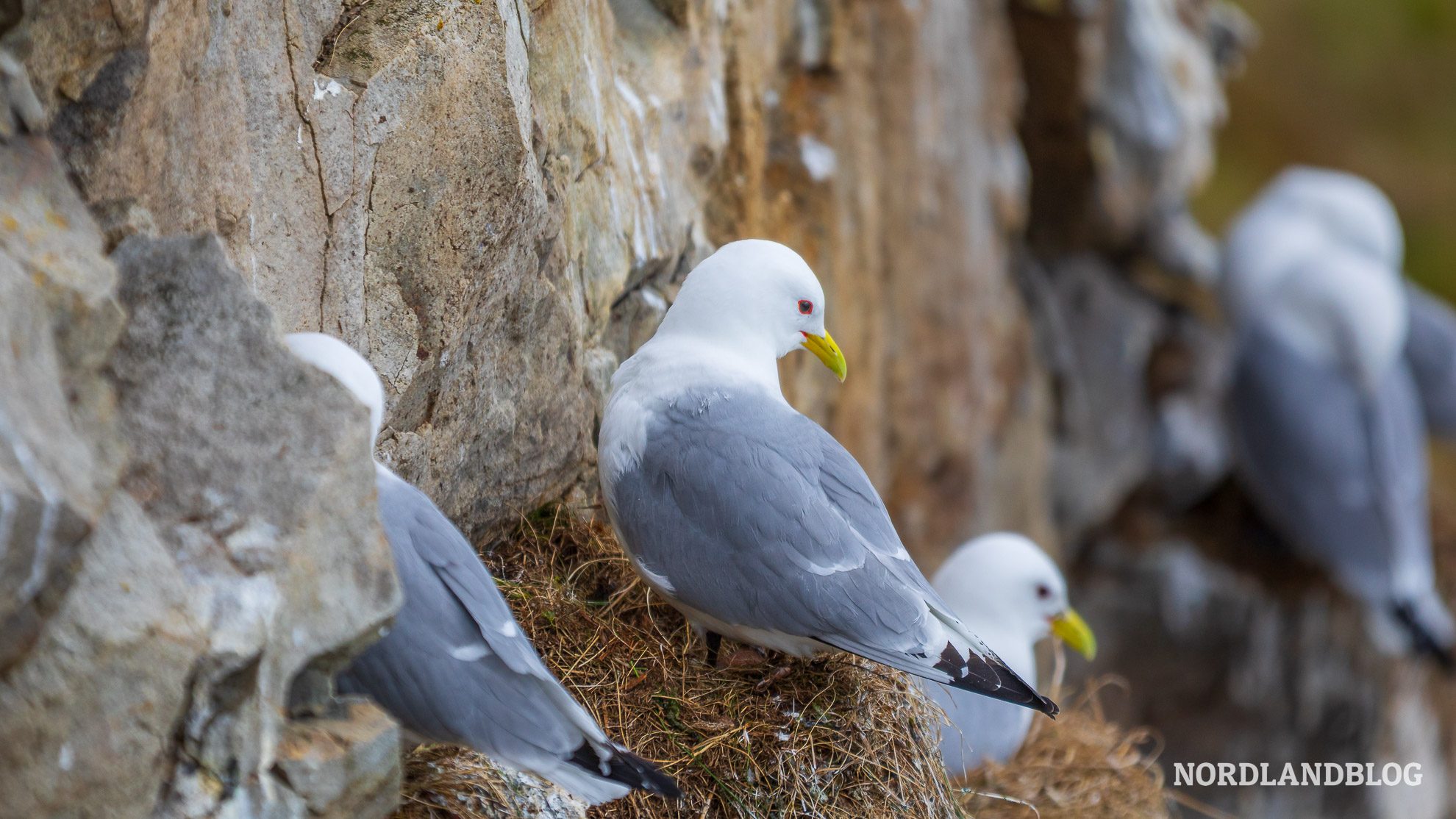 Moewen Vogelfelsen Insel Ekkeroya Finnmark Nordnorwegen