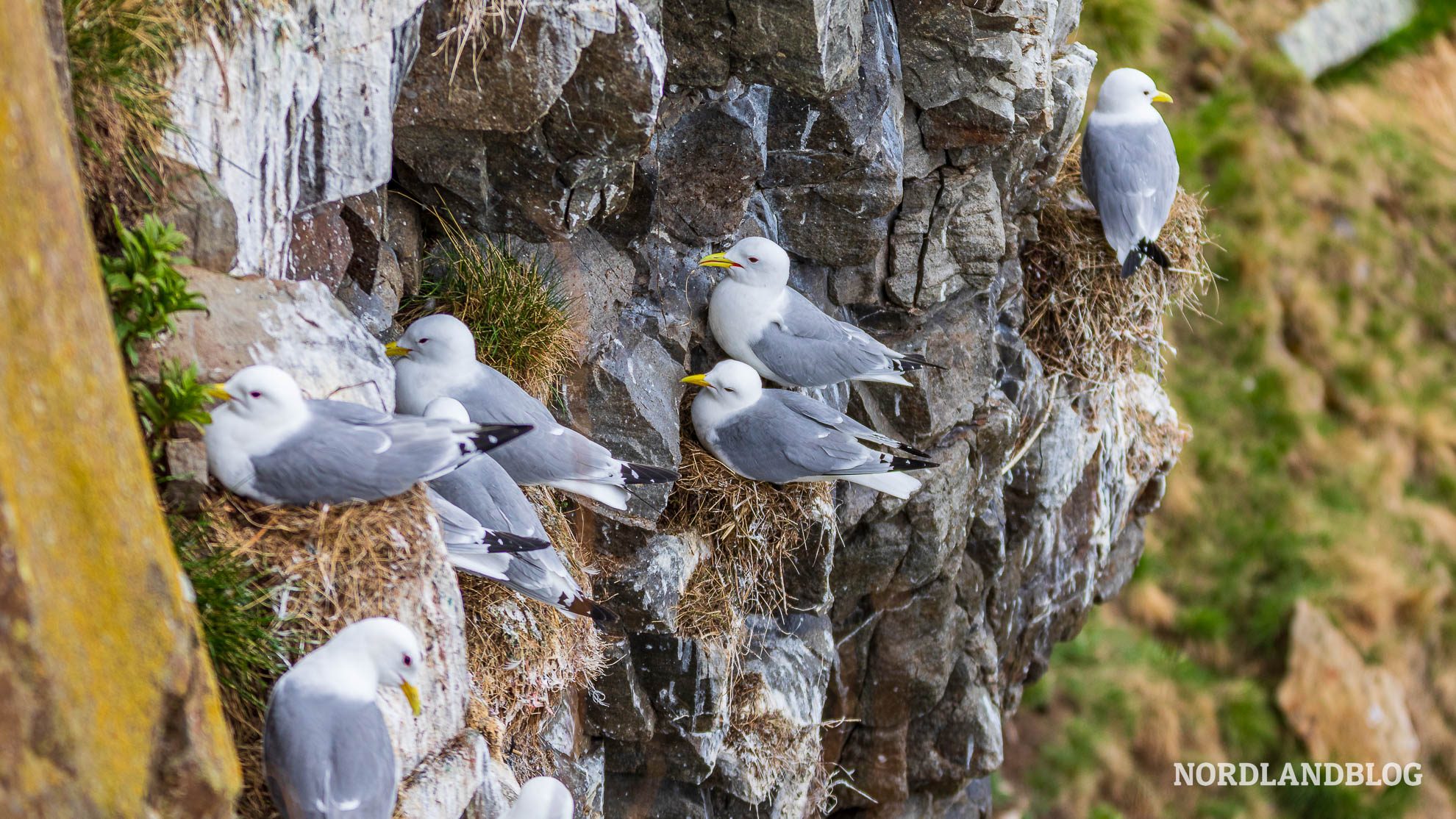 Moewenkolonie Vogelfelsen Insel Ekkeroya Finnmark Nordnorwegen