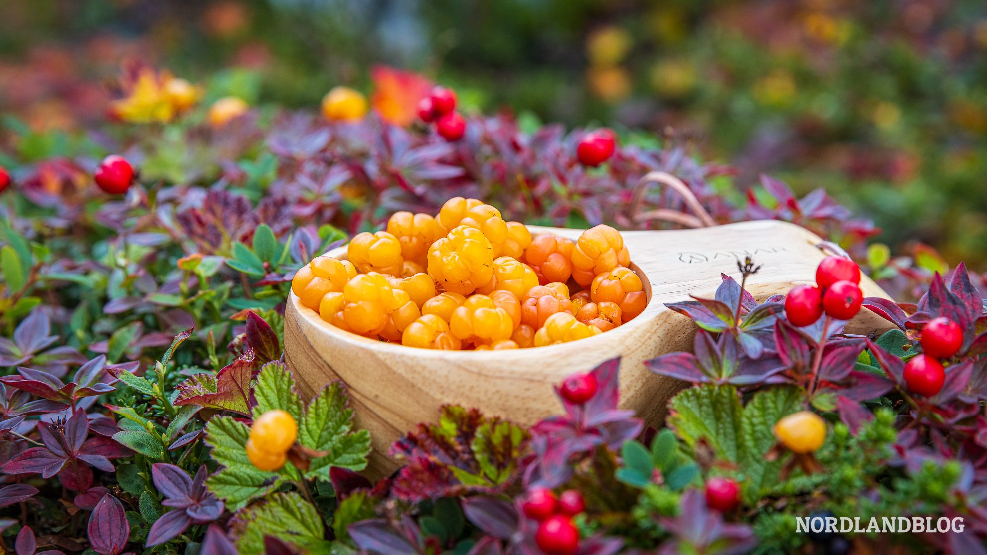 Moltebeeren Insel Ekkeroya Finnmark Nordnorwegen