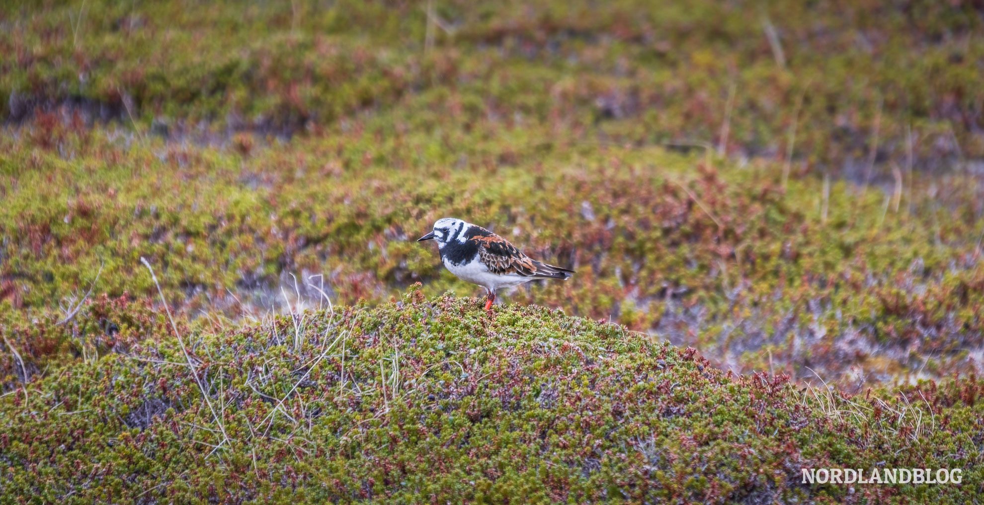 Steinwaelzer Insel Ekkeroya Finnmark Nordnorwegen