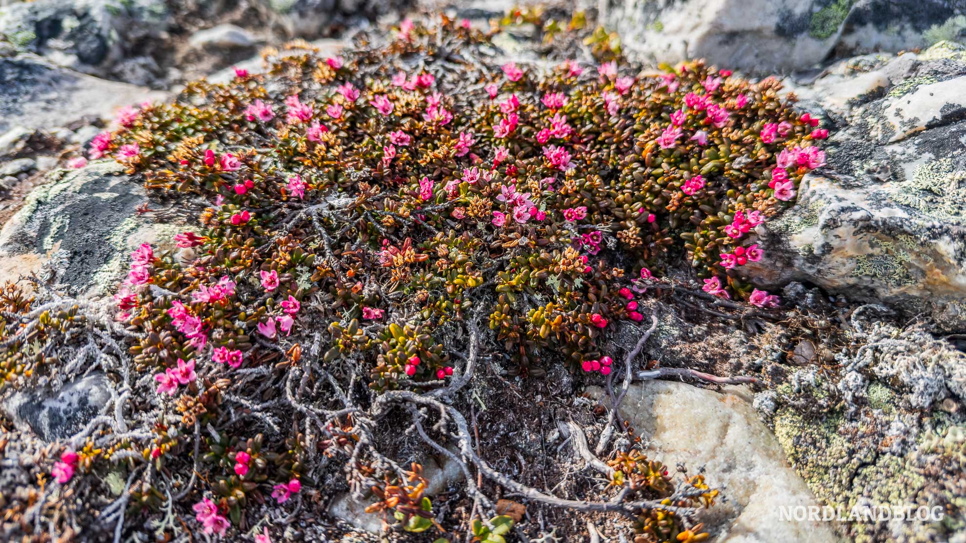 Arktische Flora Lakselv Finnmark Norwegen