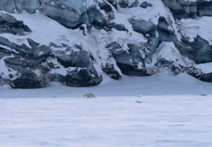 Svalbard - ein Paradies erstickt im Müll Svalbard - ein Paradies erstickt im Müll - Umwelt, Svalbard, Strand, Spitzbergen, Project Isfjorden, Nordnorwegen, Nordatlantik, Gastbeitrag - gastbeitraege -