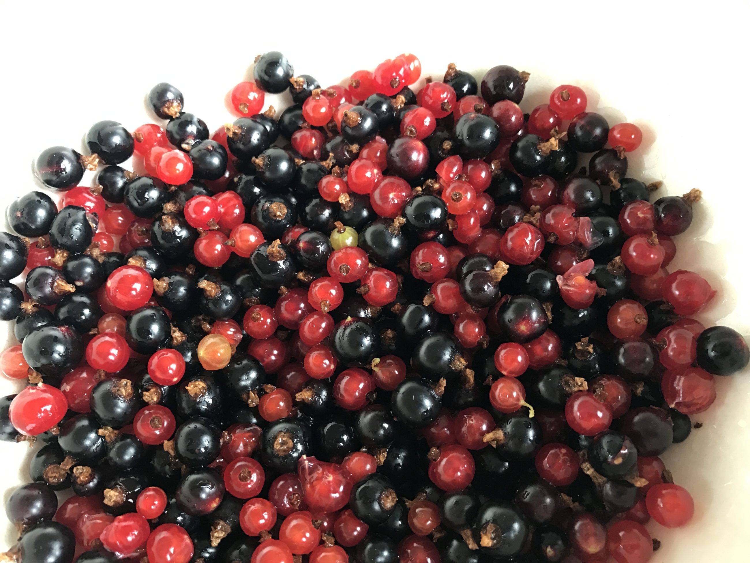 Grafik mit Beeren selbst gepflückt in Norwegen