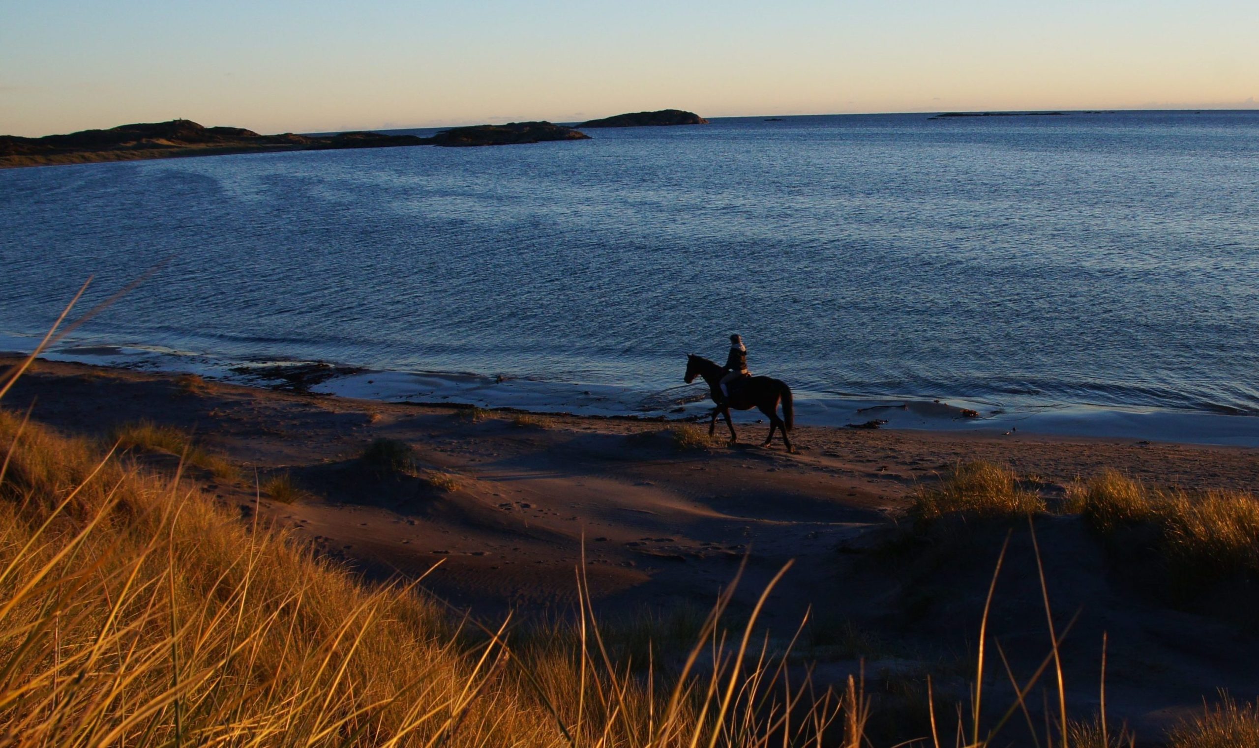 Bild mit einem Pferd an den Stränden der Südküste in Norwegen