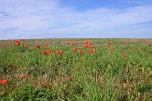 Märchenhafter Urlaub auf der Insel Fünen - dem Garten von Dänemark Märchenhafter Urlaub auf der Insel Fünen - dem Garten von Dänemark - Urlaub, Storebelt, Storebæltbroen, Lillebæltbro, Insel, Gastbeitrag, Fünen, Brücke - sehen-erleben, daenemark - Unsere Gastautorin Heike Pfennig berichtet von einem traumhaften Aufenthalt auf der Insel Fünen im Osten von Dänemark - einem idyllischen Reiseziel mitten in der Ostsee gelegen.