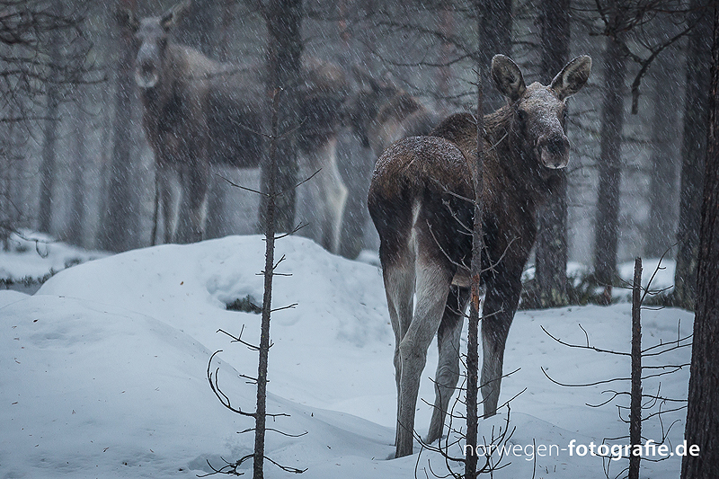 Ein fantastischer Schnappschuss von einem Elch, aufgenommen in der Femundsmarka , dem norwegischen Nationalpark.