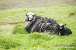 Schafe auf den Färöer Inseln Schafe auf den Färöer Inseln
