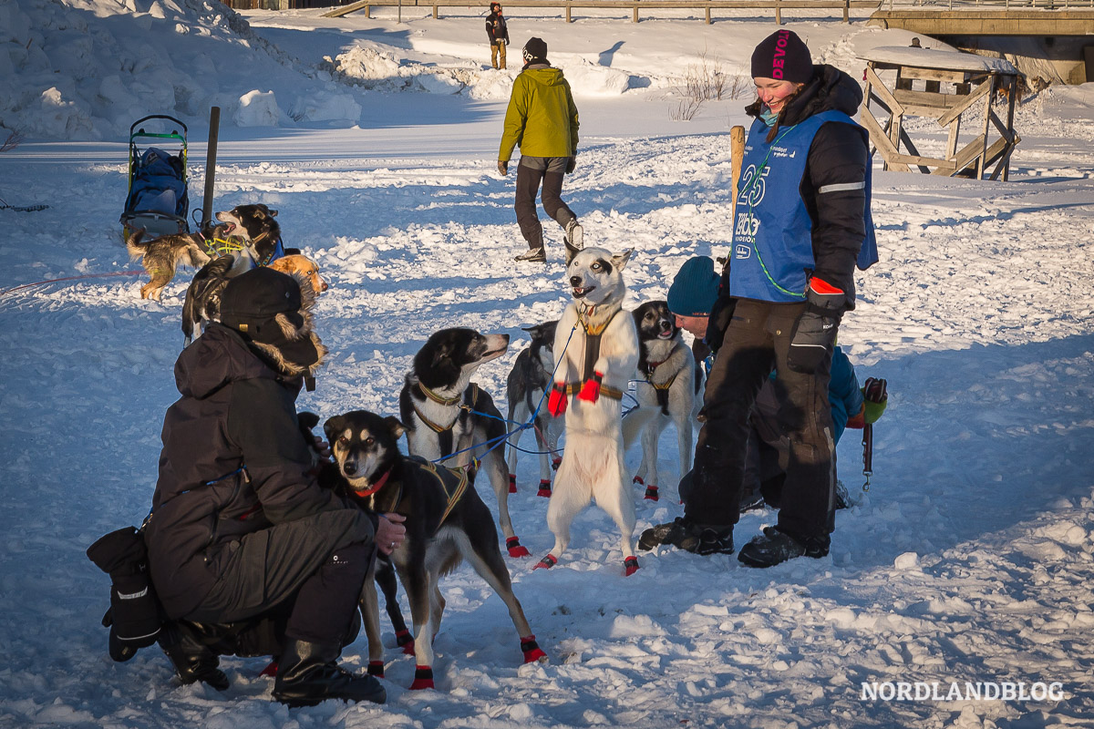 Am Start des bekannten Hunderennen in Röros / Norwegen.