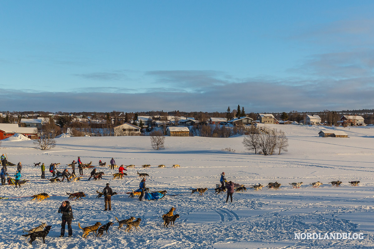 Am Start aufgenommenes Bild vom Hundeschlitten-Rennen in Røros (Norge).