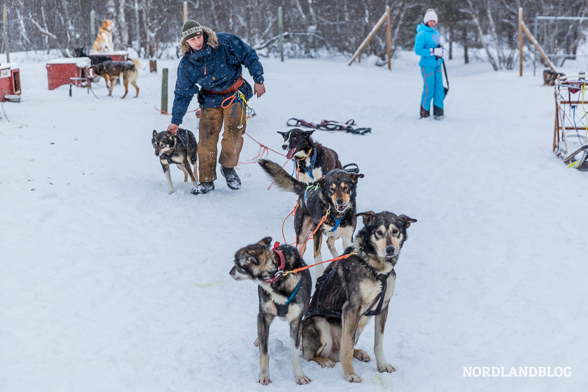 Auswahl der Hunde für unsere Schlittentour mit dem Hundeschlitten durch die Femundsmarka (Norwegen).