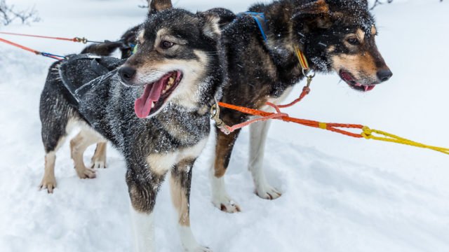 Hundeschlitten - Tour Hunde (Huskys) als Beitragsbild für diesen Blog.