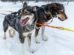 Hundeschlitten - Tour Hunde (Huskys) als Beitragsbild für diesen Blog.