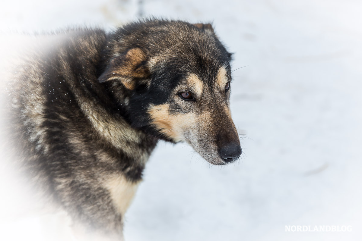 Schlittenhund / Husky für unsere Tour in Norwegen.