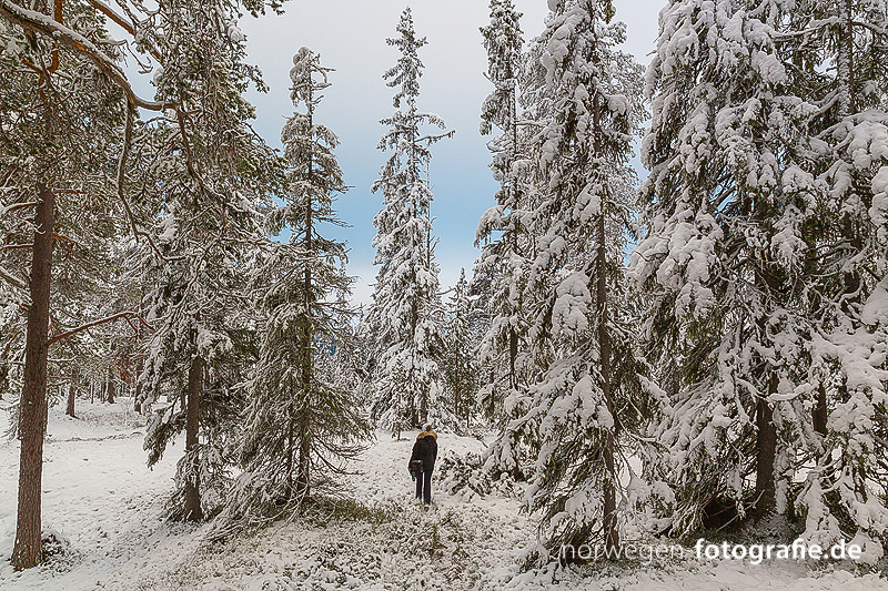 Fantastisches Bild vom Märchenwelt im Gutulia Nationalpark unweit des Nationalparks Femundsmarka in Norwegen entfernt. Fantastisches Bild vom Märchenwelt im Gutulia Nationalpark unweit des Nationalparks Femundsmarka in Norwegen entfernt.